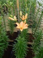 [4090 Orange Cocotte DJ No01.JPG]